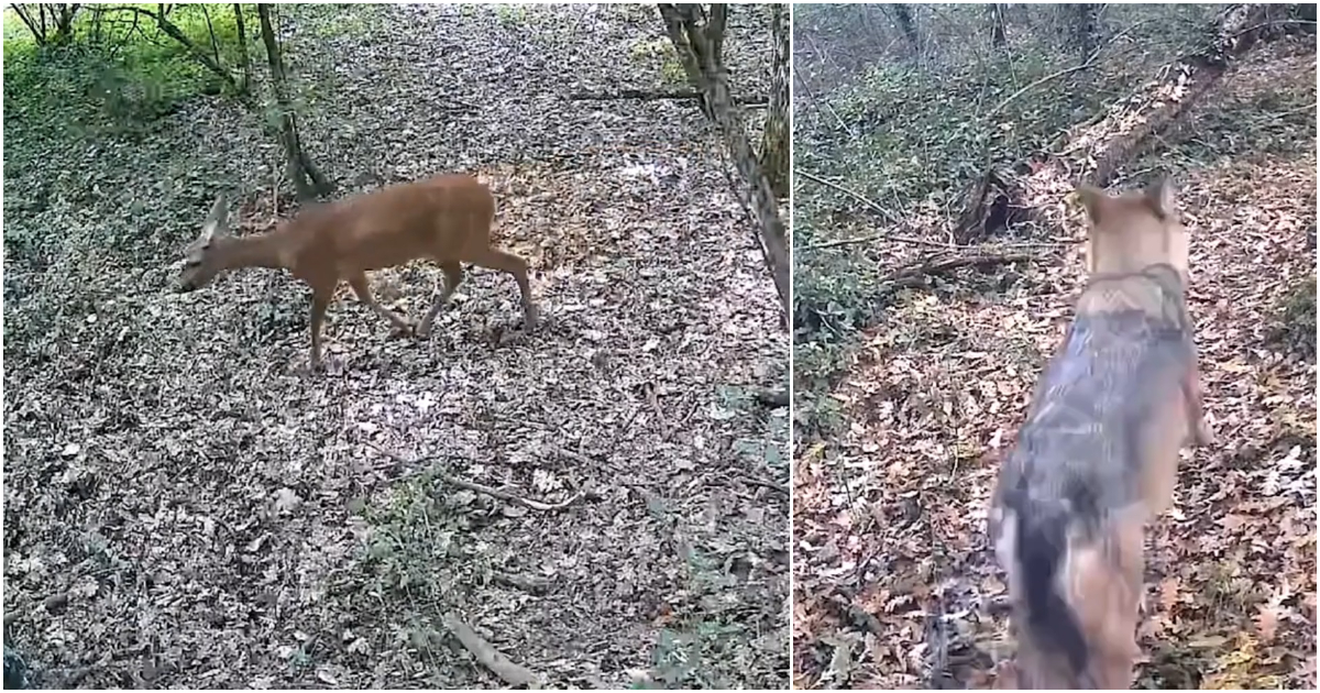 Lupi, martore, istrici e caprioli: nella video trappola lo spettacolo del bosco tra Umbria e Lazio, ritrovo di animali selvatici