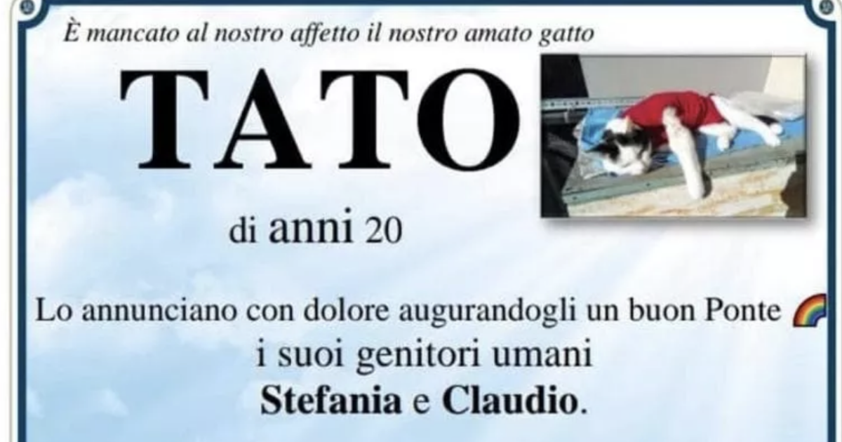 No al manifesto funebre per il gatto morto: il Comune blocca l’iniziativa per “ragioni amministrative”. I proprietari del micio aggirano l’ostacolo