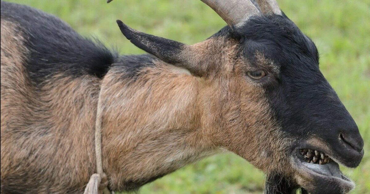 Caprone imbizzarrito semina panico nella festa: sindaco lo salva - Il ...