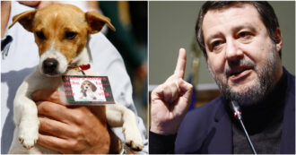 Copertina di Vivisezione, emendamento della Lega per riaprire gli allevamenti per cani e gatti. Dopo la denuncia Lav, Salvini fa ritirare la proposta