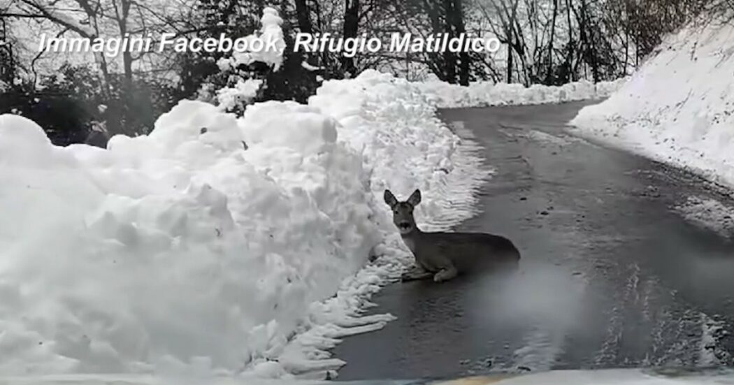 Capriolo cade da un dirupo e resta infortunato in strada: il salvataggio dei volontari di un rifugio del Reggiano – Video