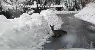 Copertina di Capriolo cade da un dirupo e resta infortunato in strada: il salvataggio dei volontari di un rifugio del Reggiano – Video