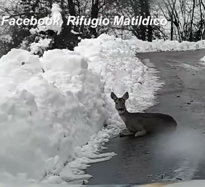 Capriolo cade da un dirupo e resta infortunato in strada: il salvataggio dei volontari di un rifugio del Reggiano – Video