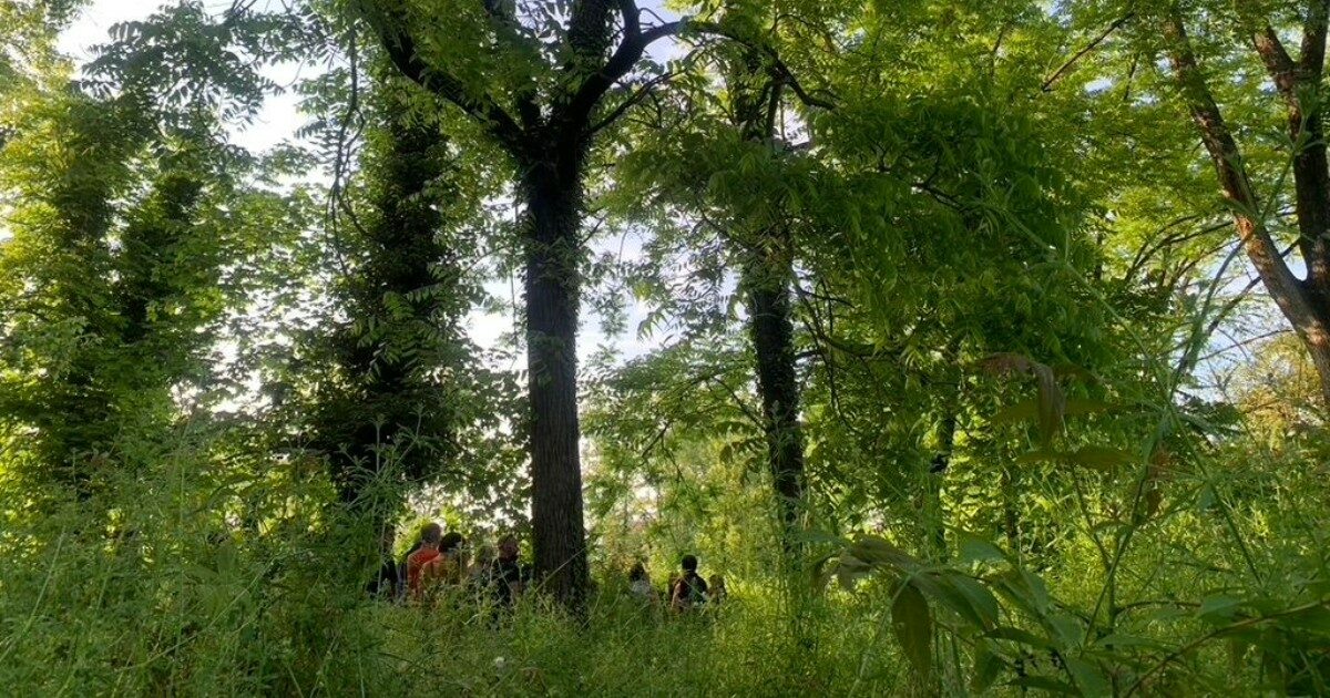 La battaglia per salvare il bosco di Ospizio: un’altra area verde sacrificata nell’Emilia delle alluvioni