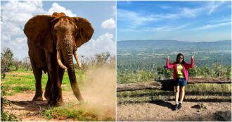 Copertina di Elefante si imbizzarrisce e carica due turiste: l’amica si salva, lei inciampa e viene uccisa dall’animale