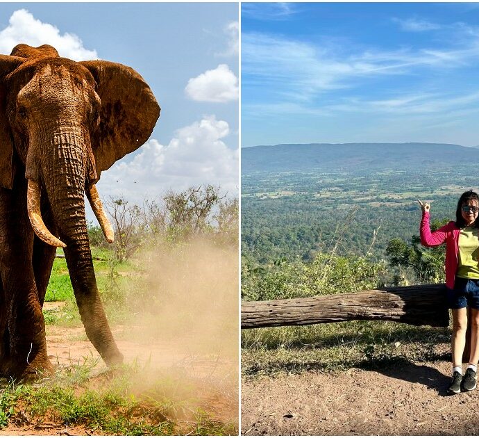 Elefante si imbizzarrisce e carica due turiste: l’amica si salva, lei inciampa e viene uccisa dall’animale