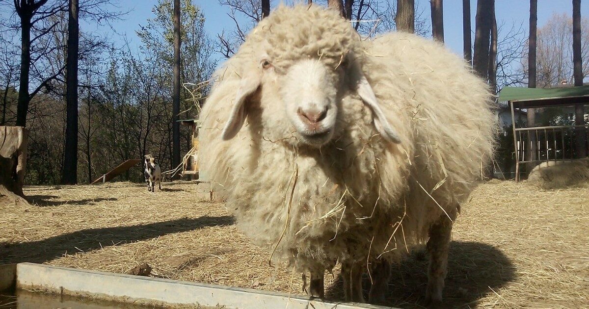 Salvare gli animali non basta: nei santuari restituiamo loro dignità. È per questo che ci serve sostegno