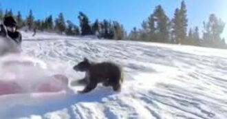 Copertina di Orso corre a tutta velocità in mezzo alla pista da sci e uno snowboarder lo travolge: il video è virale