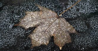 Copertina di È ufficiale: il 2024 è l’anno più caldo degli ultimi 2 secoli