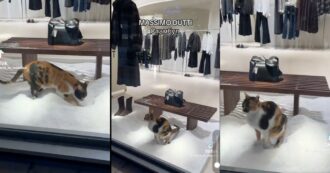 Copertina di Gatto si intrufola nella vetrina di Massimo Dutti e fa la cacca: il video è virale