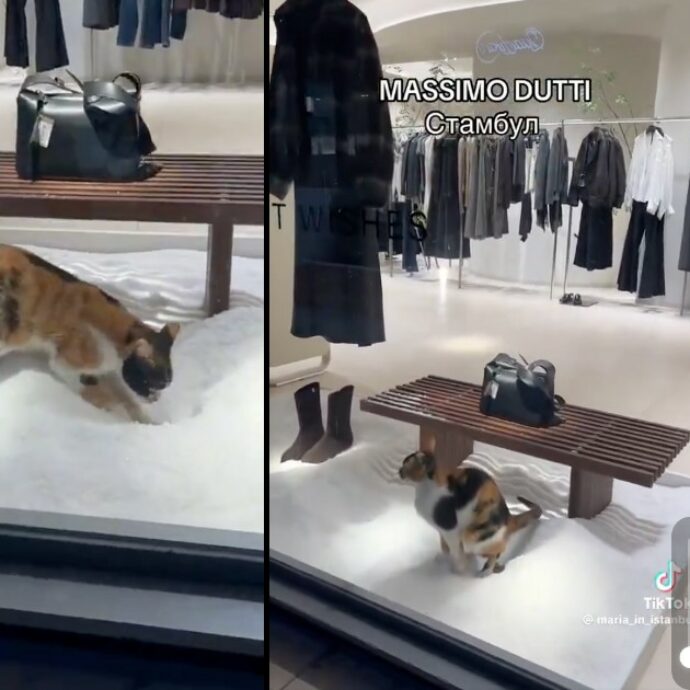 Gatto si intrufola nella vetrina di Massimo Dutti e fa la cacca: il video è virale