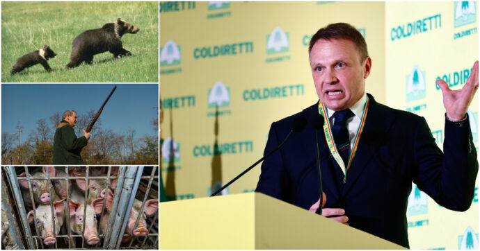 Copertina di Animali e biodiversità, perché anche il 2025 sarà un anno nero. Allevamenti, leggi pro-caccia, guerra a orsi e lupi: le ‘battaglie’ Lega-FdI che piacciono alle lobby
