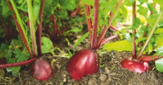 Copertina di Altro che testa di rapa