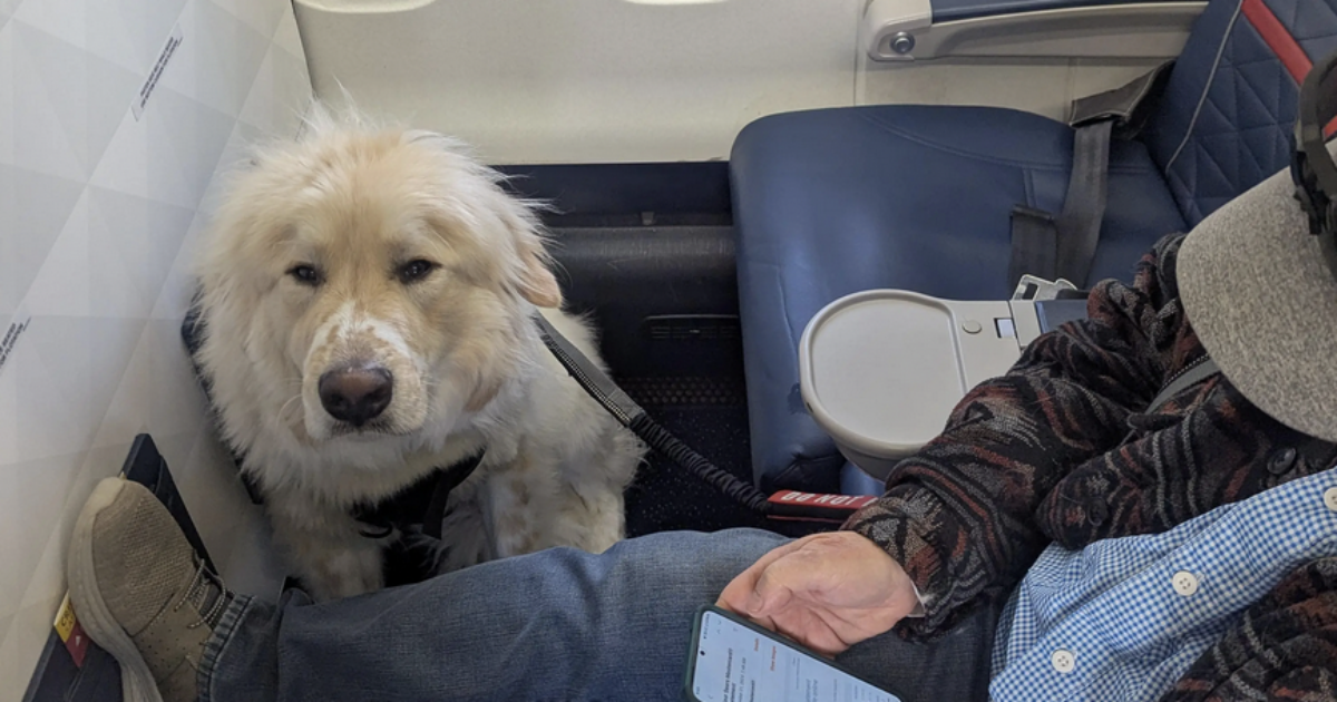 “Ho dovuto lasciare il mio posto in aereo in prima classe a un cane, sono furibondo”: lo sfogo su Reddit e la precisazione della Delta Airlines