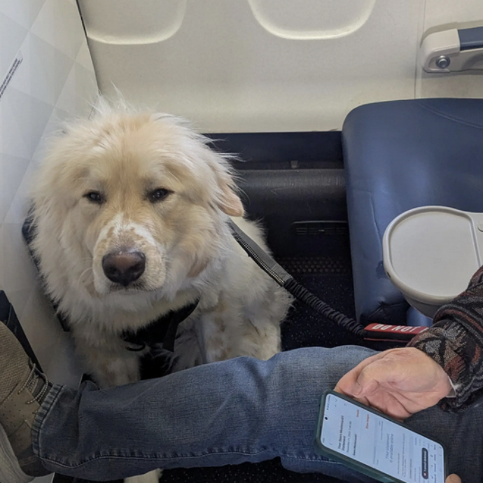 “Ho dovuto lasciare il mio posto in aereo in prima classe a un cane, sono furibondo”: lo sfogo su Reddit e la precisazione della Delta Airlines