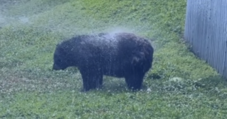 Copertina di Troppo stanca e anziana per muoversi, colpiscono l’orsa Honey con un forte getto d’acqua ad alta pressione: “Violenza”. Ma il rifugio per animali dà un’altra versione