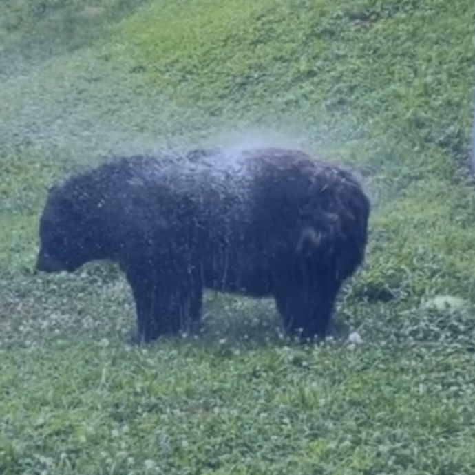 Troppo stanca e anziana per muoversi, colpiscono l’orsa Honey con un forte getto d’acqua ad alta pressione: “Violenza”. Ma il rifugio per animali dà un’altra versione