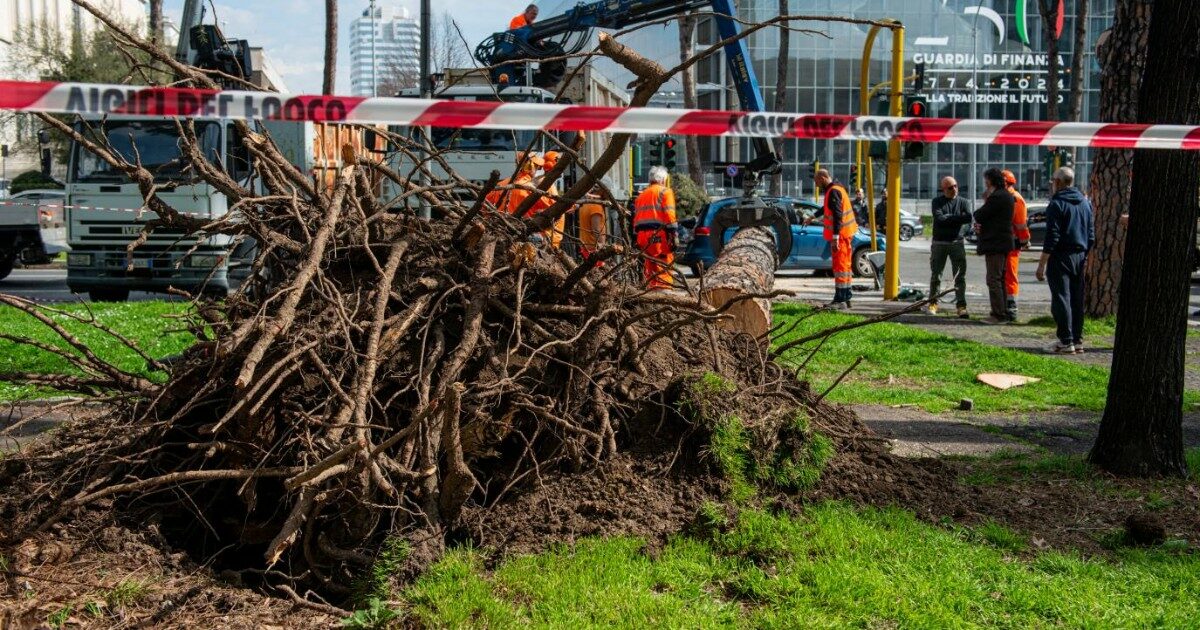 A Roma cade un albero per il vento: morta una 45enne, un’altra donna ferita