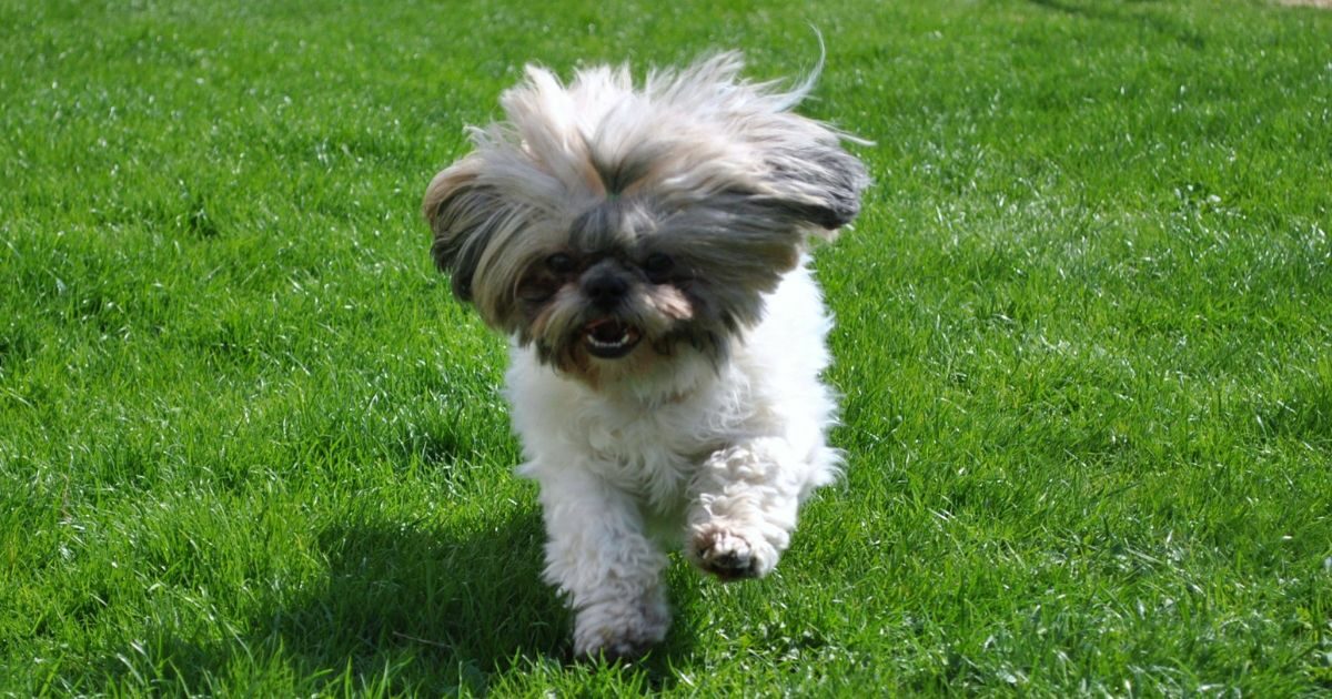 Cane randagio si rifugia sotto la scrivania di un call center: l’impiegata lo trova e gli salva la vita