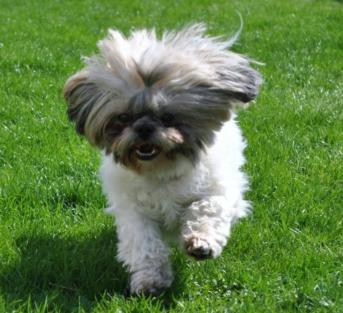 Cane randagio si rifugia sotto la scrivania di un call center: l’impiegata lo trova e gli salva la vita