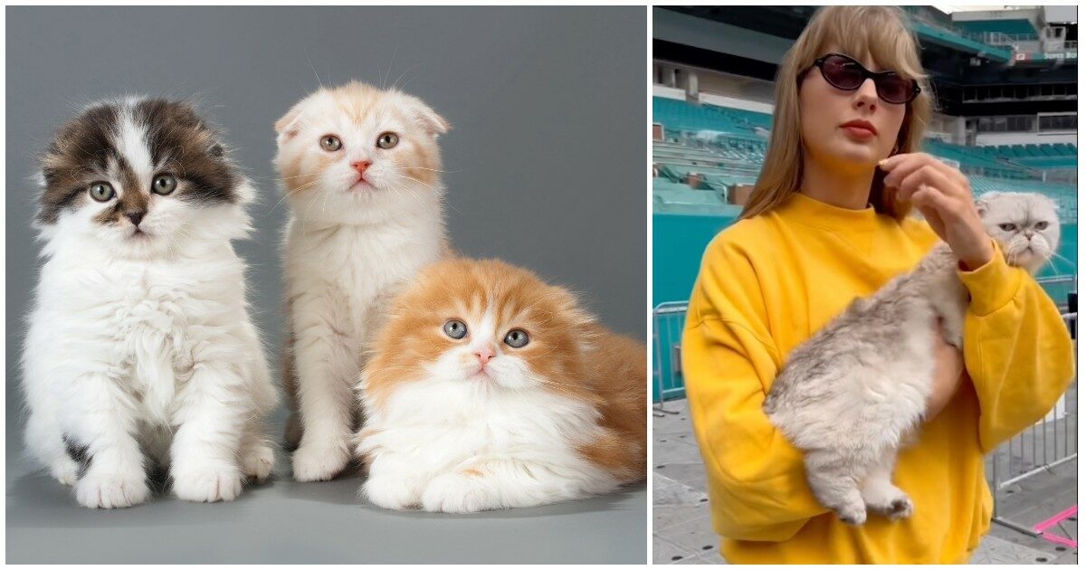 “Questi gatti vivono una vita di sofferenze atroci che li portano alla paralisi”: addio agli Scottish Fold, la razza amata da Taylor Swift e Ed Sheeran