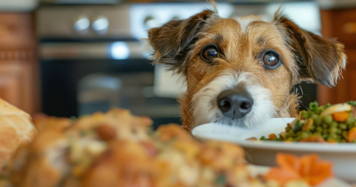 “Guai a dare gli avanzi di pranzi e cene di Natale ai cani, rischiano la morte”: l’allarme dei veterinari