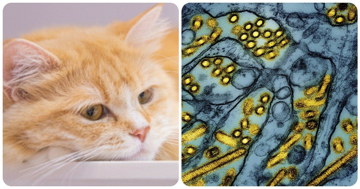 Aviaria, virus mutato ha causato il caso grave in Usa. Ritirato lotto di cibo per gatti dopo morte di un felino