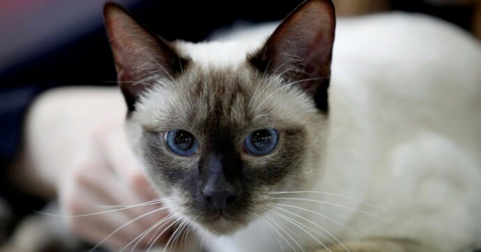 Oregon, gatto morto di aviaria (colpa del cibo)