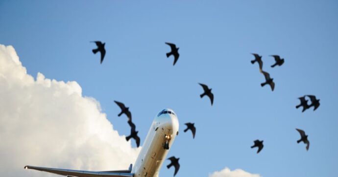 Bird strike, in 30 anni 292 decessi per gli impatti tra aerei e uccelli. Più di 200mila i casi registrati solo negli Usa