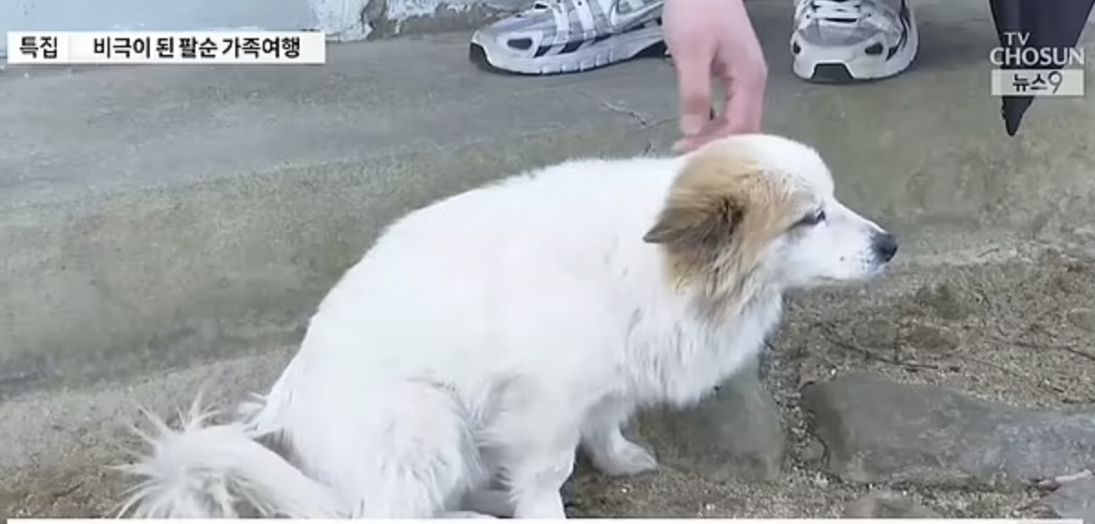 Lo strazio di questo cagnolino fedele: da giorni attende sulla porta il ritorno dei padroni morti nel disastro aereo in Corea del Sud