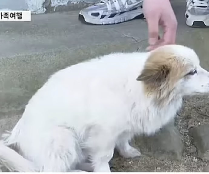 Lo strazio di questo cagnolino fedele: da giorni attende sulla porta il ritorno dei padroni morti nel disastro aereo in Corea del Sud