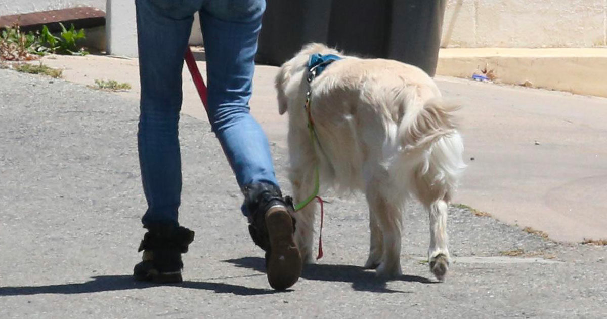 Cane salta sul letto e spara al padrone: “È rimasto con la zampa incastrata nel grilletto. Poi l’ha premuto”