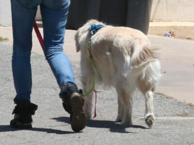 Copertina di “Ci sono leoni, coyote e orsi ma quel cane sarebbe morto pur di salvare il bambino”: l’incredibile storia di Boden Allen, 2 anni, rimasto 16 ore solo nella natura selvaggia e salvato da un cane da pastore