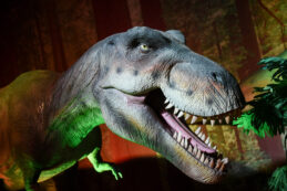 Copertina di Scoperte (per caso) 200 impronte di dinosauri di 166 milioni di anni fa. Un operaio che scavava argilla in una cava ha notato subito strani segni