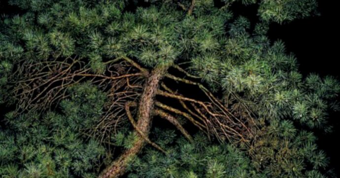 Sparire nei boschi, tra segreti e drammi familiari: il ‘thrillerone’ Usa scelto da Obama