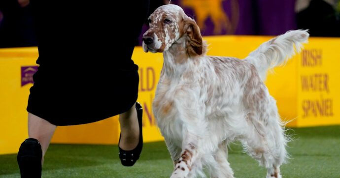 “In Italia circa 400 pedigree falsi”