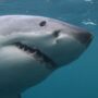 Copertina di “Ho guardato verso l’oceano e ho visto una chiazza di sangue”: 63enne ucciso vicino alla costa, l’amico riesce a salvarsi