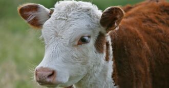 Copertina di Un vitello in palio alla festa religiosa: tradizione o scandalo? Il caso di Calatafimi che divide (e fa discutere)