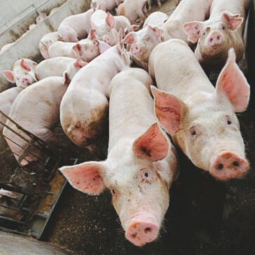 Allevamenti intensivi e reflui, salgono le infrazioni in Lombardia e i ritardi nei rimborsi penalizzano le piccole aziende