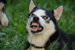 Copertina di “Il mio cane correva e volava attraverso le finestre mentre urinava, è stato terrificante”: allarme per la nuova “sindrome del lupo mannaro”. Ecco cosa sta succedendo agli animali domestici