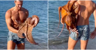 Copertina di Polipo gigante attacca un modello italiano in mare mentre gira un video: prima il panico poi la gioia
