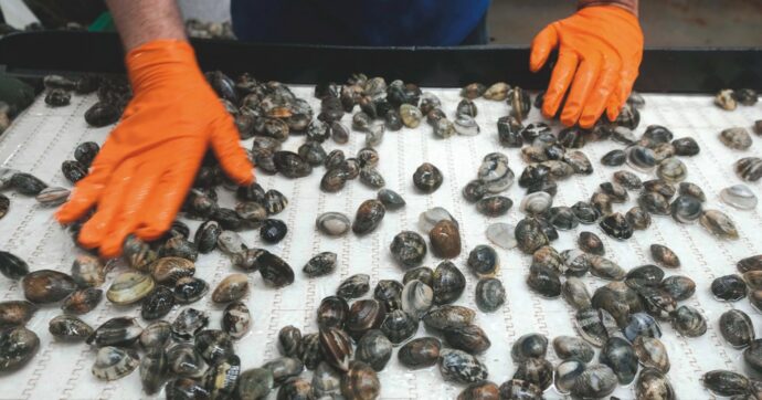 Vongole italiane, il soccorso viene dal Portogallo