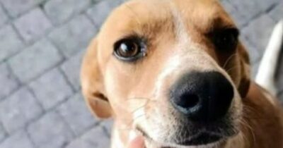 Copertina di Brutalmente torturato con l’olio bollente: dopo settimane di gravi sofferenze e cure intensive, il cane Blanco sta bene e trova una famiglia