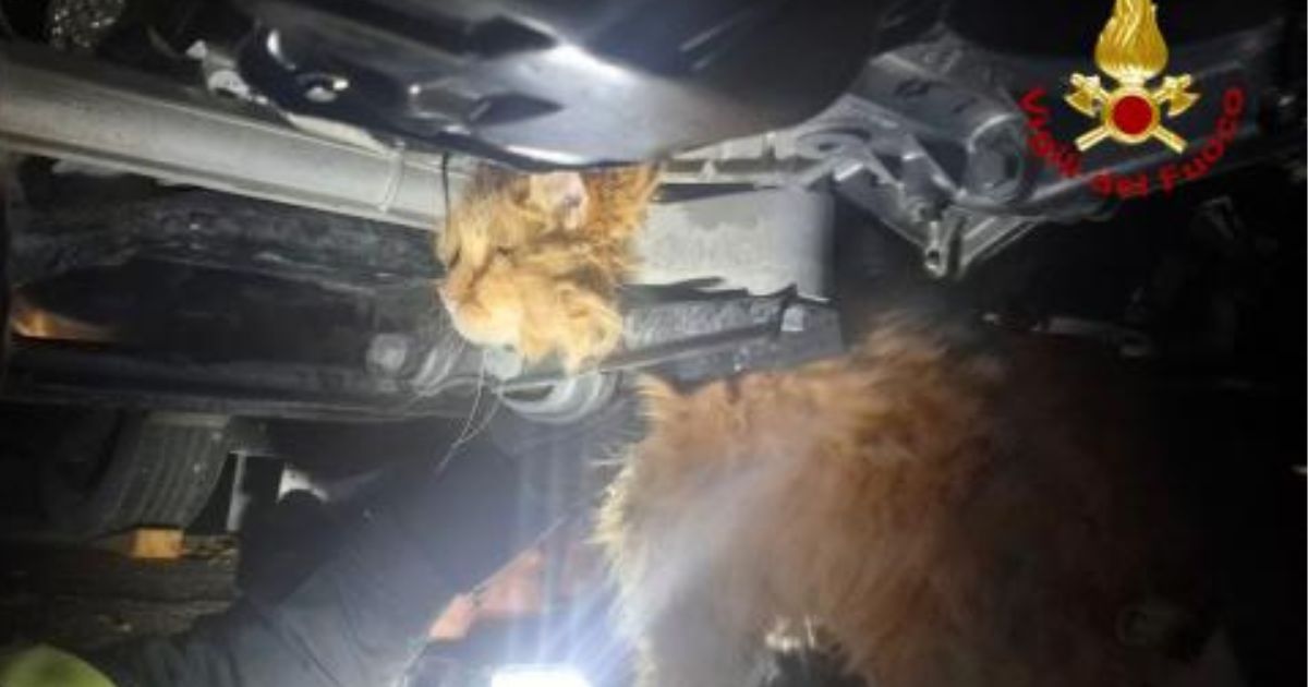 Gatto resta incastrato nel vano motore di un’auto, i Vigili del Fuoco lavorano ore per liberarlo: la foto dell’operazione di salvataggio