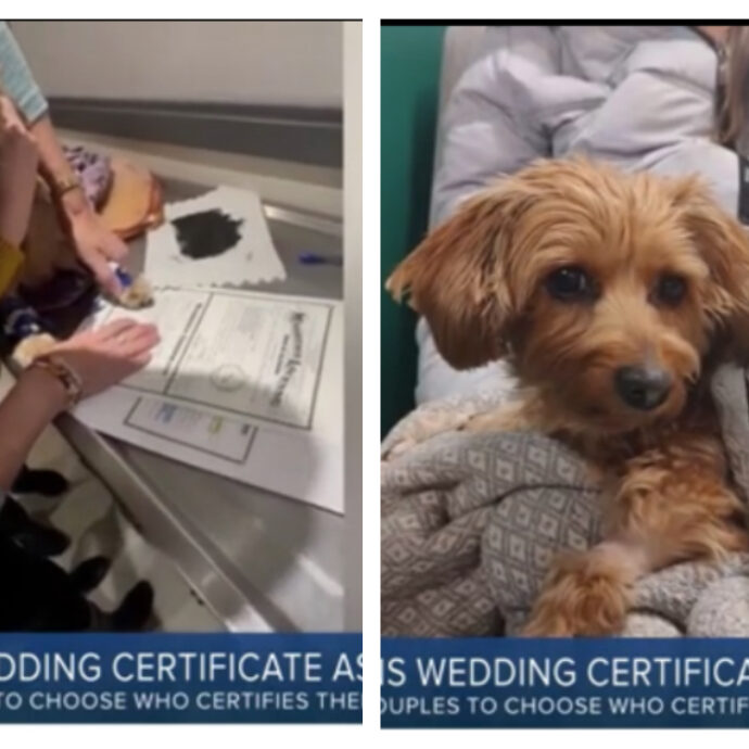 Coppia si sposa dal veterinario con la cagnolina malata terminale testimone di nozze. Poco dopo muore: “Ora la nostra casa è vuota e silenziosa”