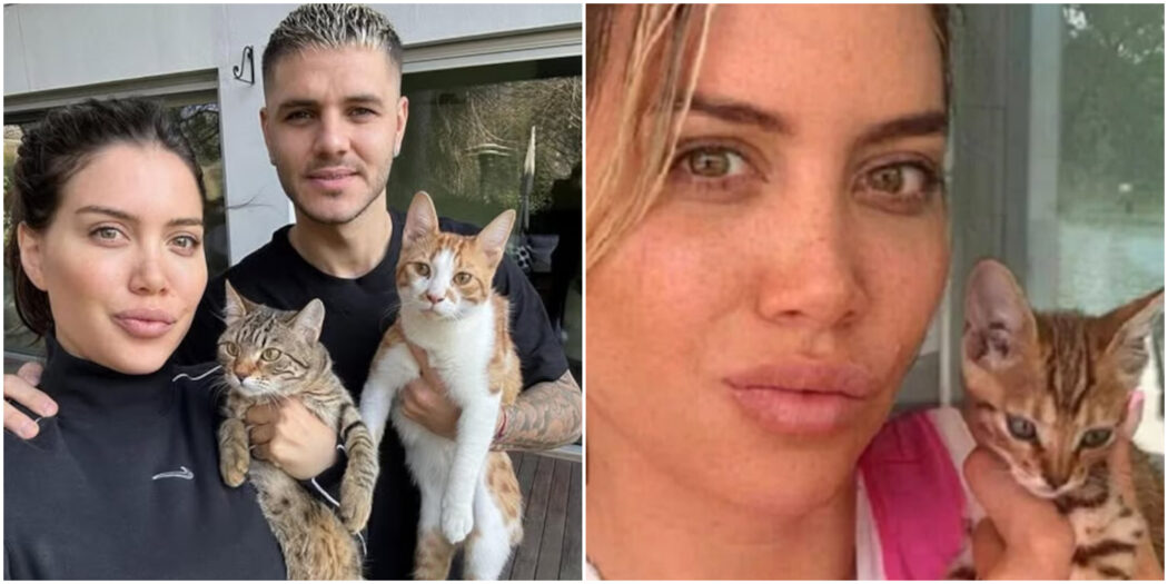 Wanda Nara e il mistero della scomparsa degli animali domestici: “Non sappiamo dove si trovano, forse in un asilo nido. Stiamo cercando di riaverli indietro”