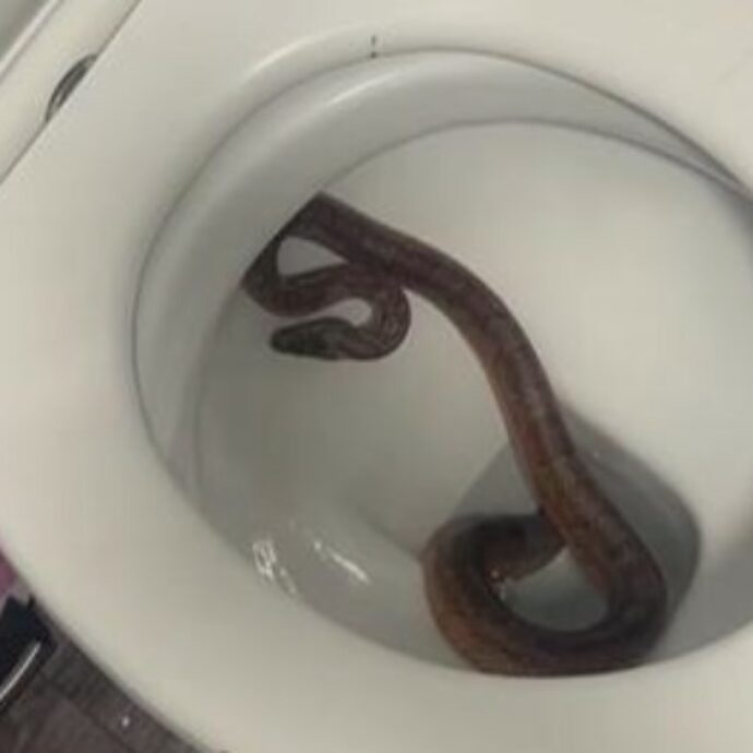 “Mi sono alzata alle 6 del mattino per andare in bagno ma quando stavo per sedermi ho visto la testa di un serpente sulla tavoletta del WC, ho provato terrore puro”: la storia di Kacey-Leigh Moss