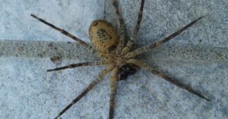 Copertina di Scoperta una nuova specie di “ragno zombie”: è “posseduto” da un fungo parassita che ne manipola il comportamento. I risultati del nuovo studio