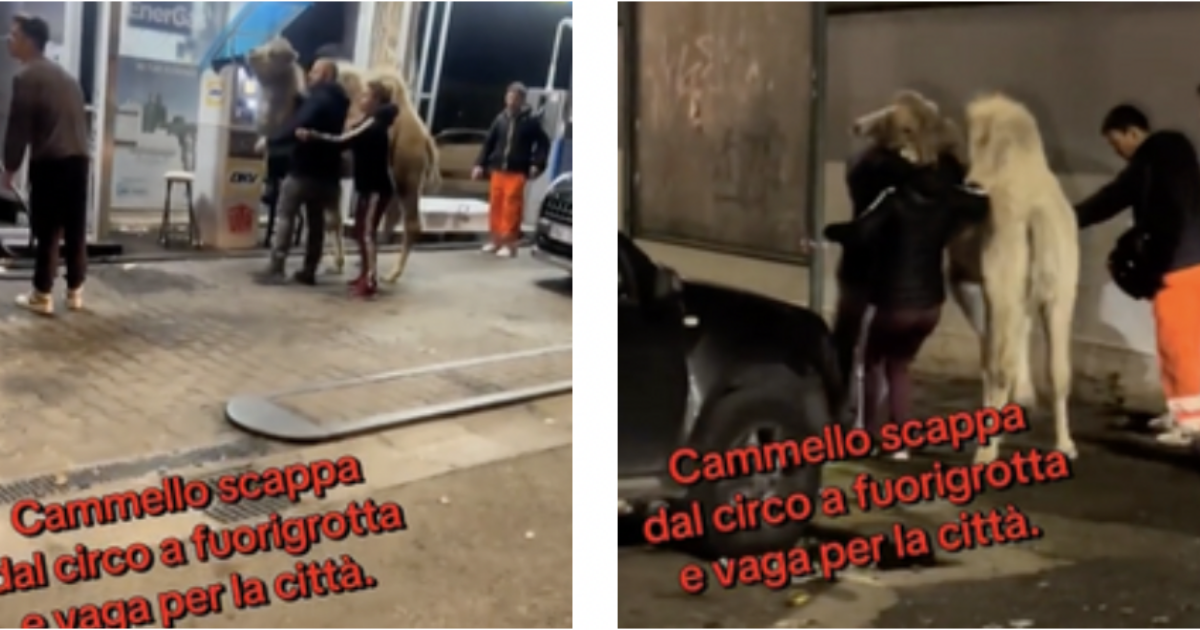 Giovane cammello scappa dal circo e vaga per la città. Ritrovato dai proprietari del circo, viene riportato nel suo recinto dove muore 24 ore dopo: “Ha pagato con la vita”