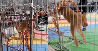 Copertina di Leonessa costretta a saltare nei cerchi si infuria e azzanna il braccio del domatore: panico al circo, evacuato il pubblico